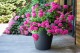 POT TOSCANE