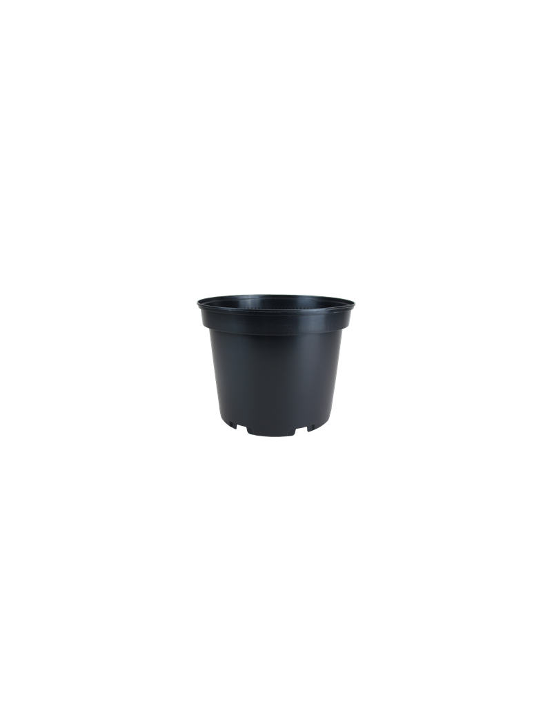 CONT 4L SX  20.9 X 16.2