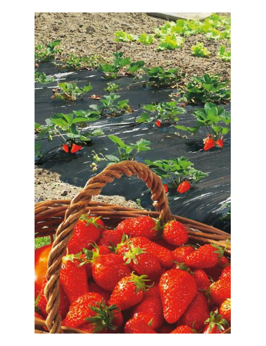 PAILLAGE FRAISE PERFORE
