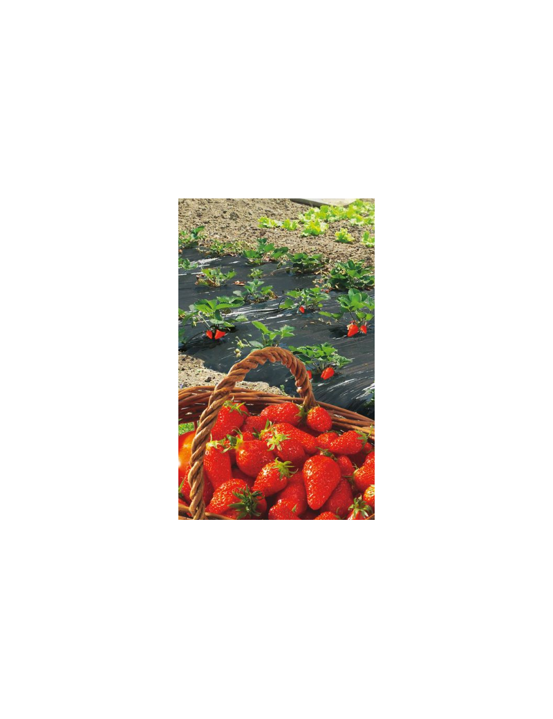 PAILLAGE FRAISE PERFORE