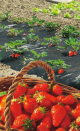 PAILLAGE FRAISE PERFORE