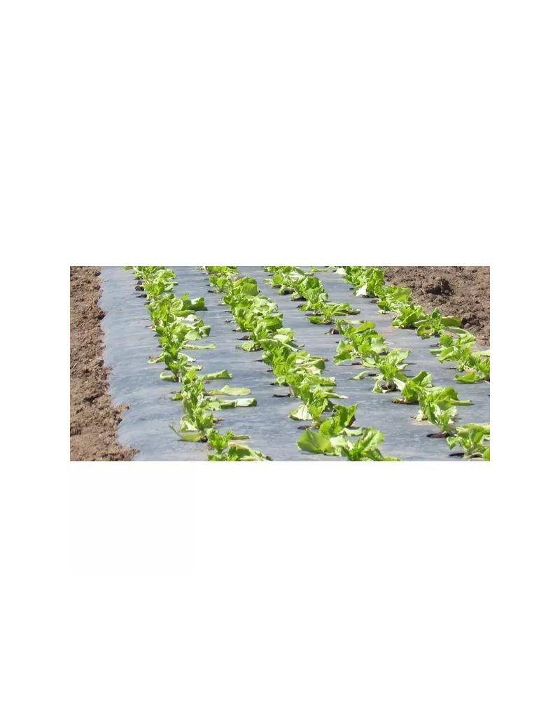 PAILLAGE SALADE STANDARD PERFORE 25µ