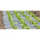 PAILLAGE SALADE STANDARD PERFORE 25µ
