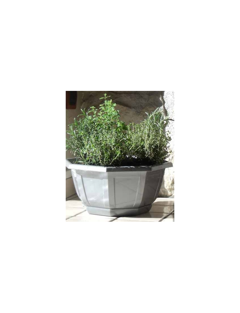 COUPE MYRELDA