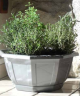 COUPE MYRELDA