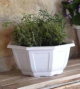 COUPE MYRELDA