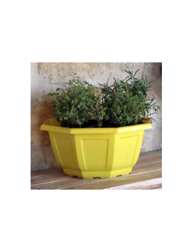 COUPE MYRELDA