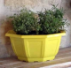 COUPE MYRELDA