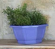 COUPE MYRELDA