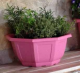 COUPE MYRELDA