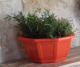COUPE MYRELDA