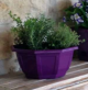 COUPE MYRELDA