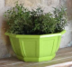COUPE MYRELDA