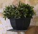 COUPE MYRELDA
