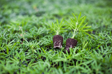 PLATEAU DE 104 MOTTES Ø24MM...