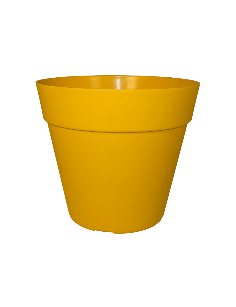 POT JADE COCORIPOT