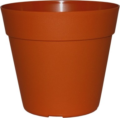 POT JADE COCORIPOT