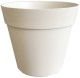 POT JADE COCORIPOT