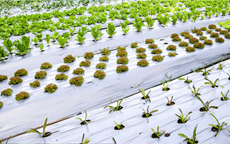 PLASTICULTURE