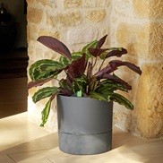 POT ROND + SOUCOUPE